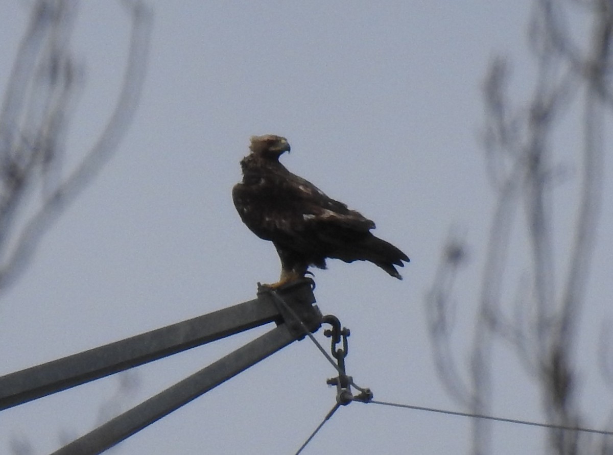 Golden Eagle - ML629511601