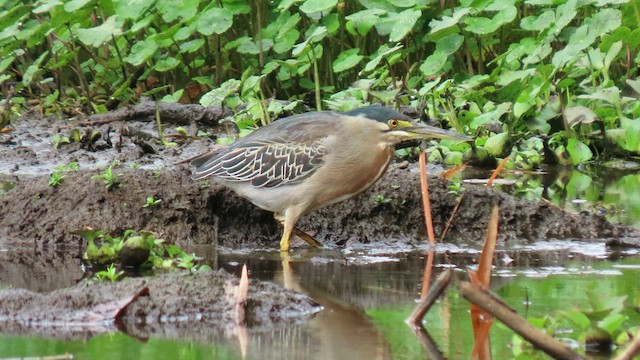 volavka proměnlivá (ssp. striata) - ML629511721