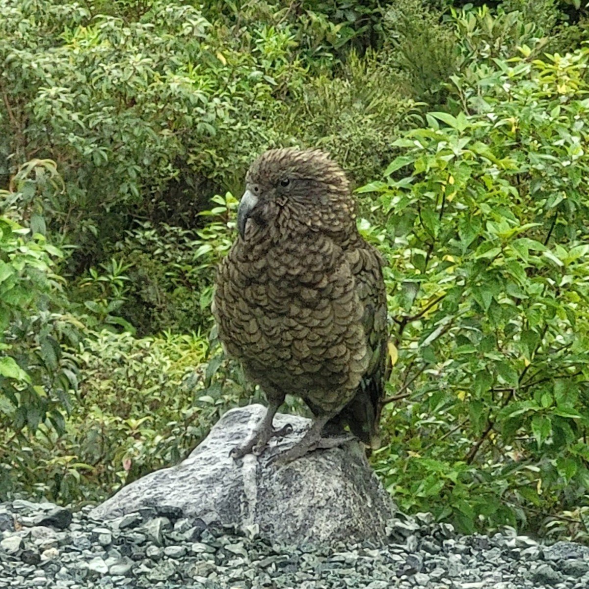 kea - ML629511722