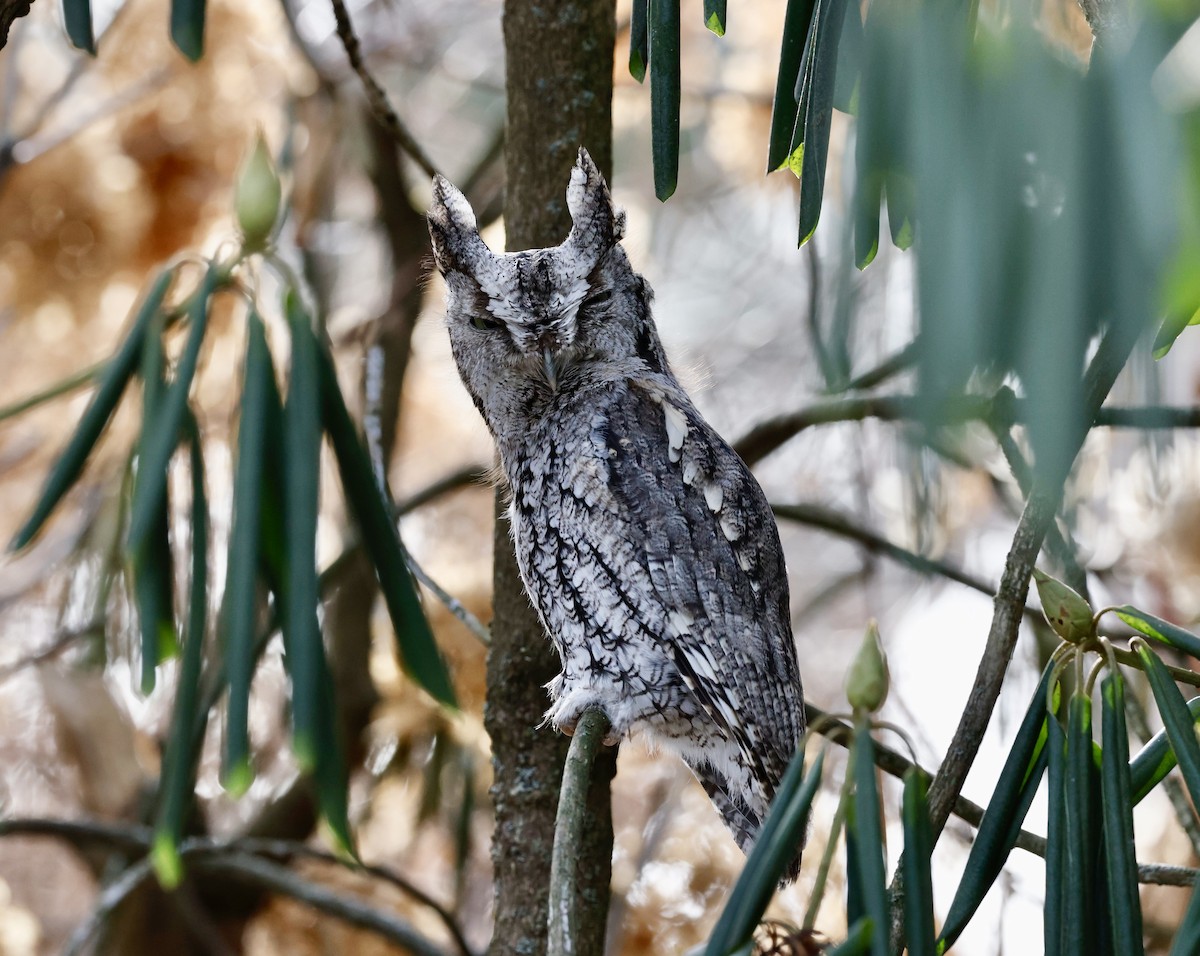 Eastern Screech-Owl - ML629511913