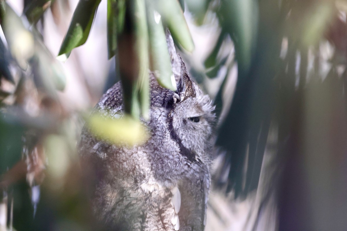 Eastern Screech-Owl - ML629511914