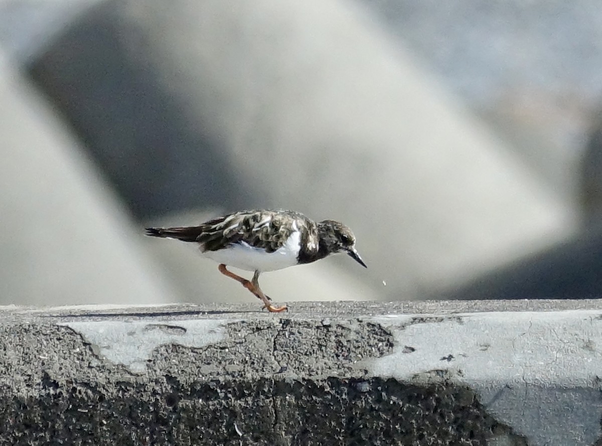 Ruddy Turnstone - ML629511953