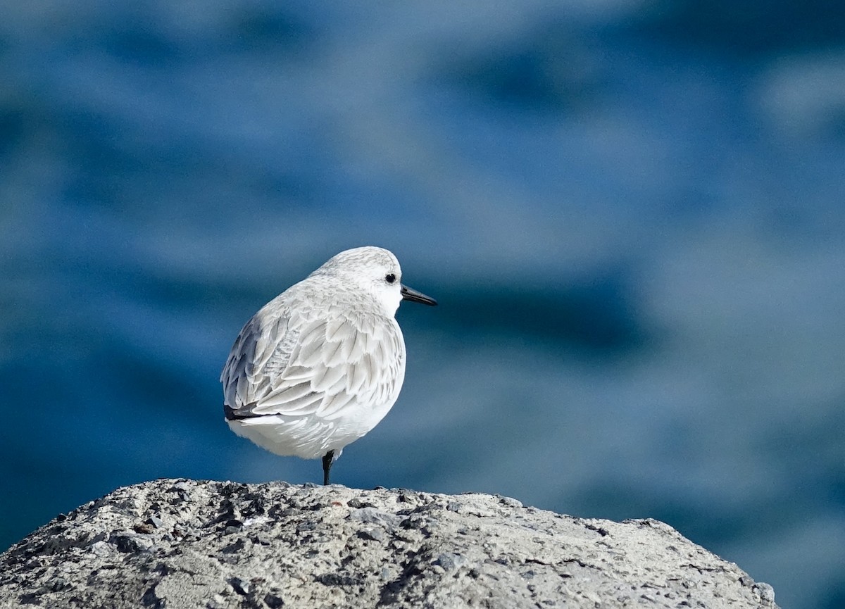 Sanderling - ML629511962