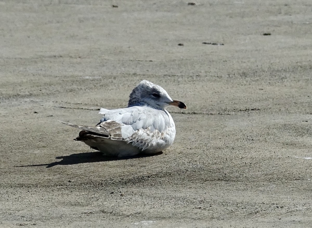Ring-billed Gull - ML629511979