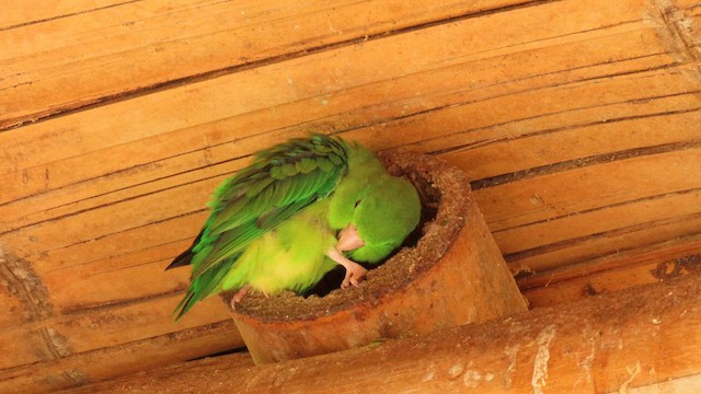 アオメルリハシインコ - ML629512009