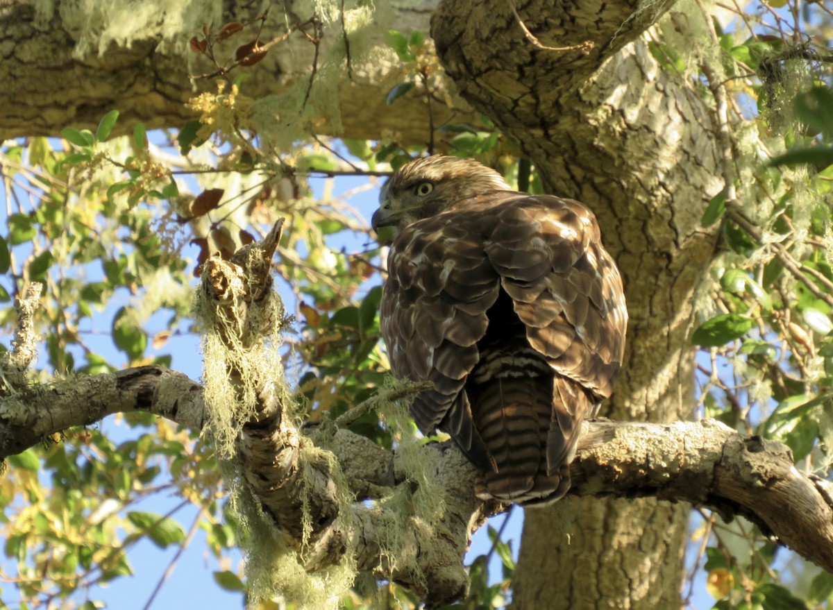 Red-tailed Hawk - ML629512028