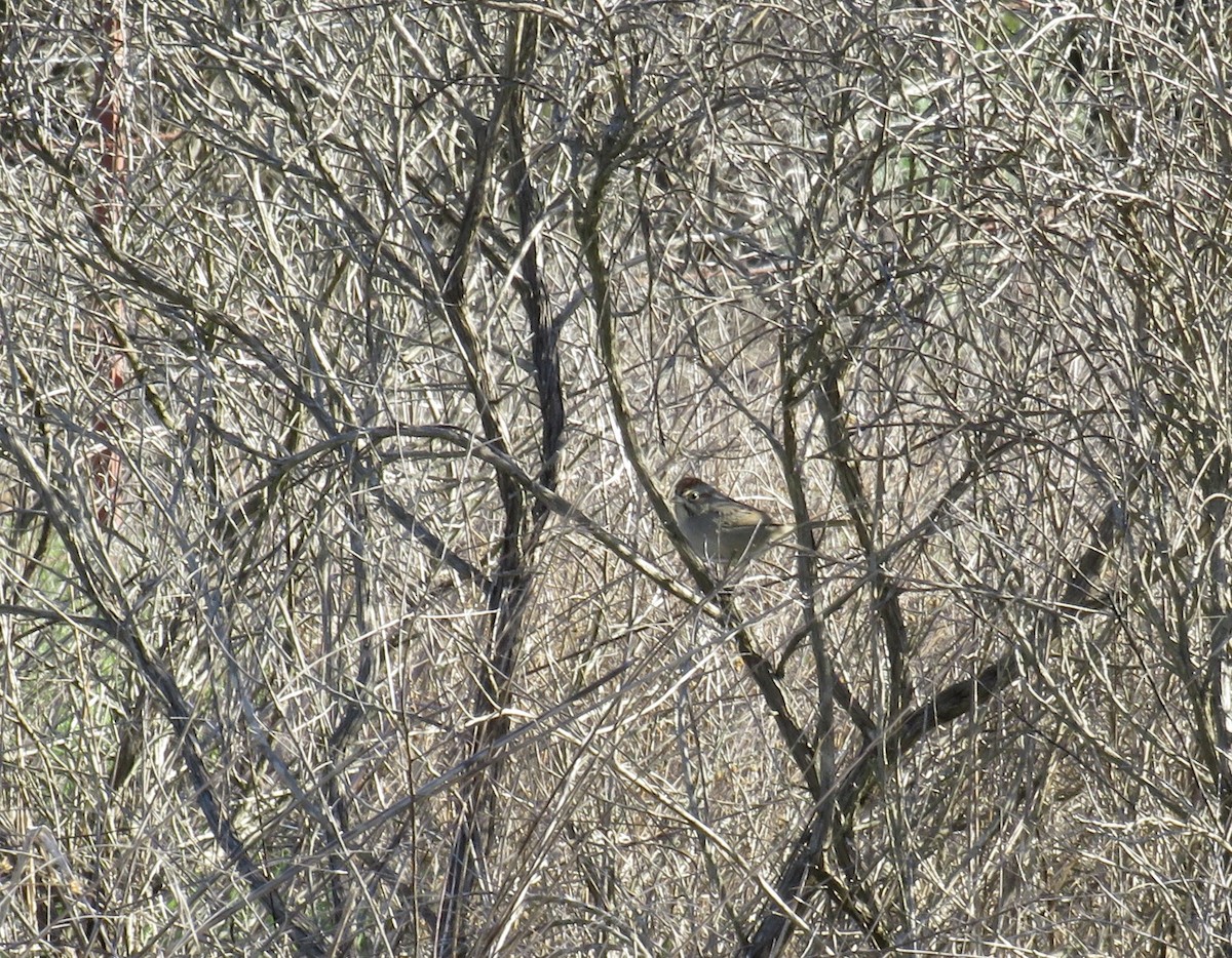 Rufous-crowned Sparrow - ML629512041