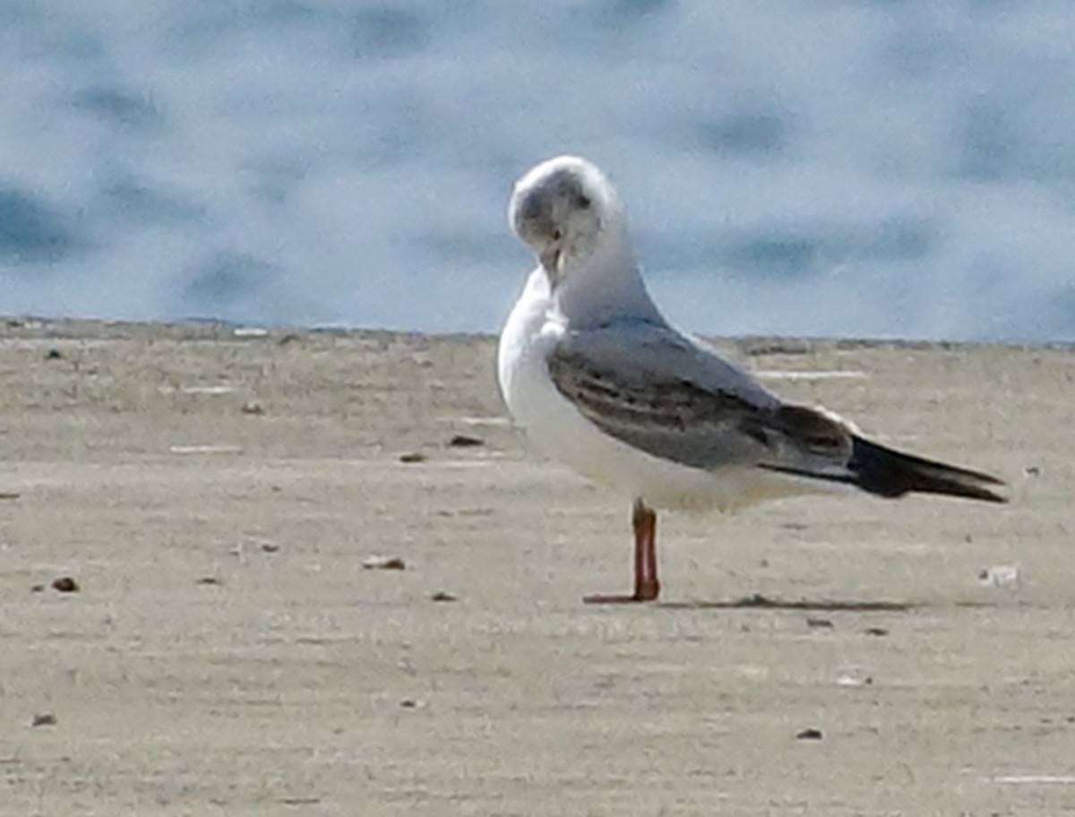 Black-headed Gull - ML629512068