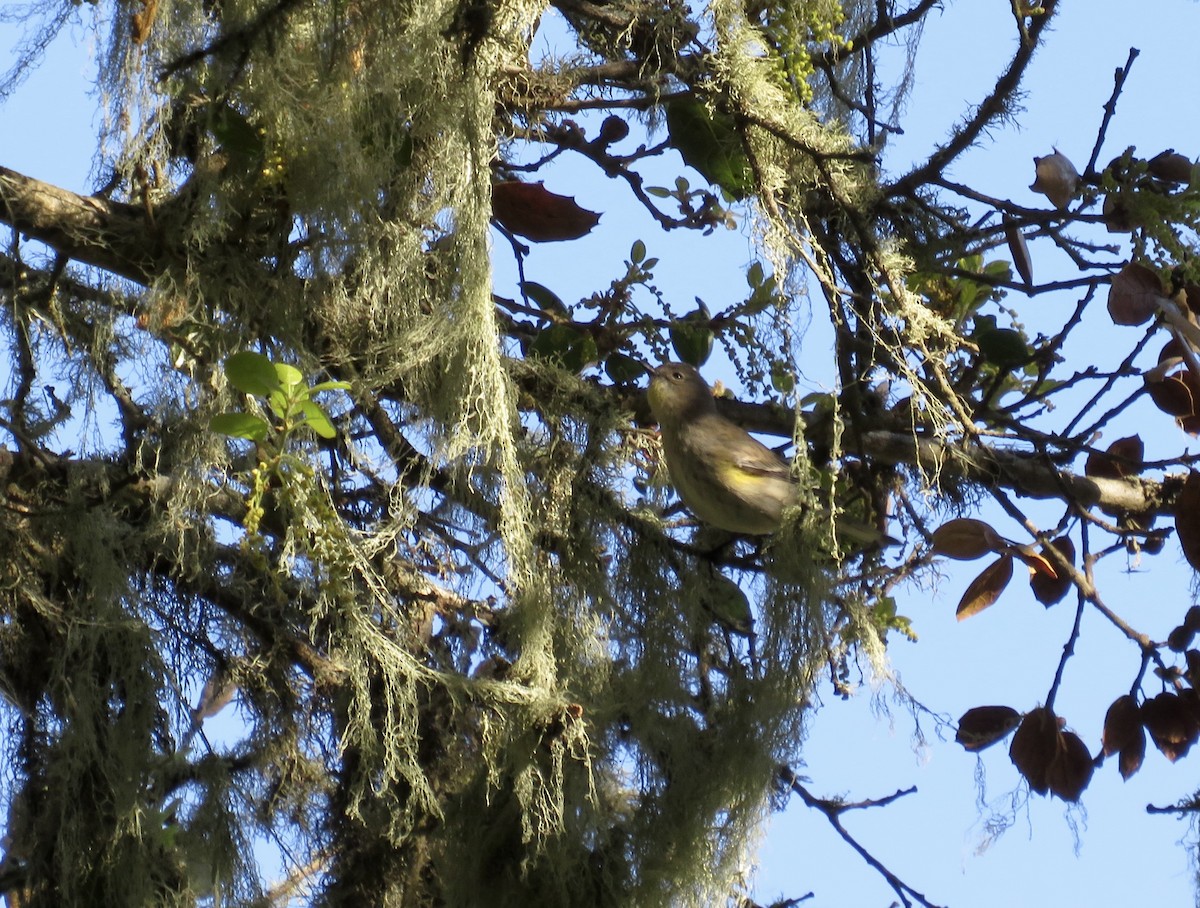 Yellow-rumped Warbler - ML629512075