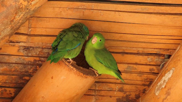 アオメルリハシインコ - ML629512278