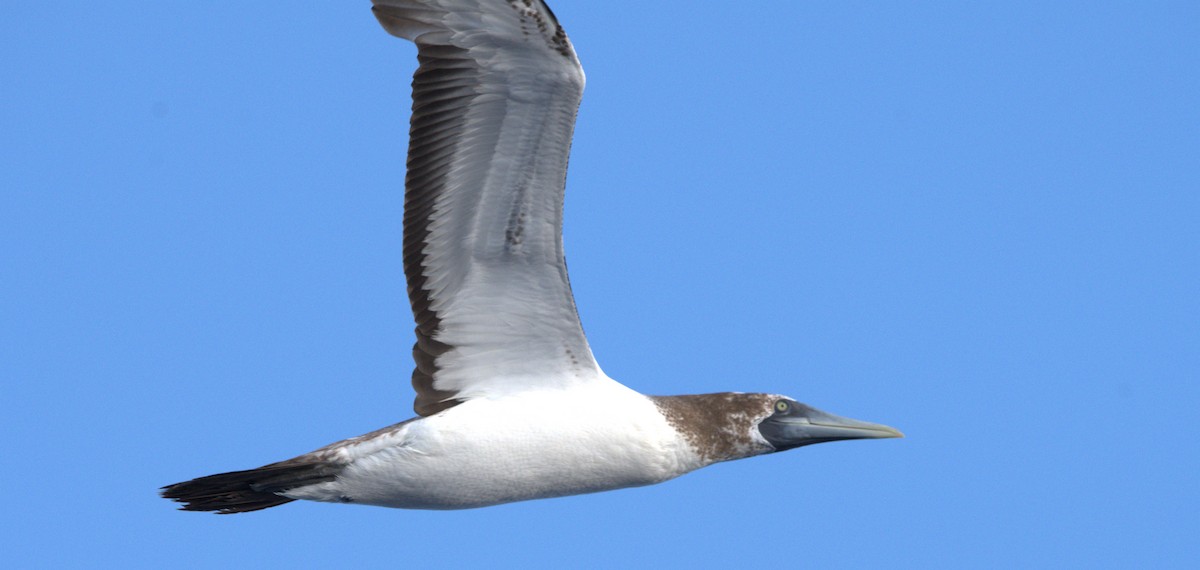 Masked Booby - ML629512481
