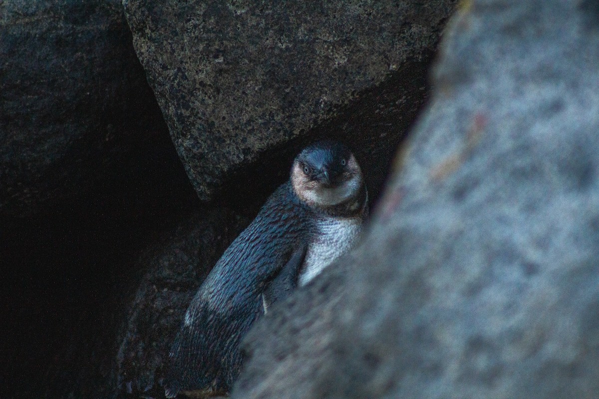 Little Penguin - ML629512611