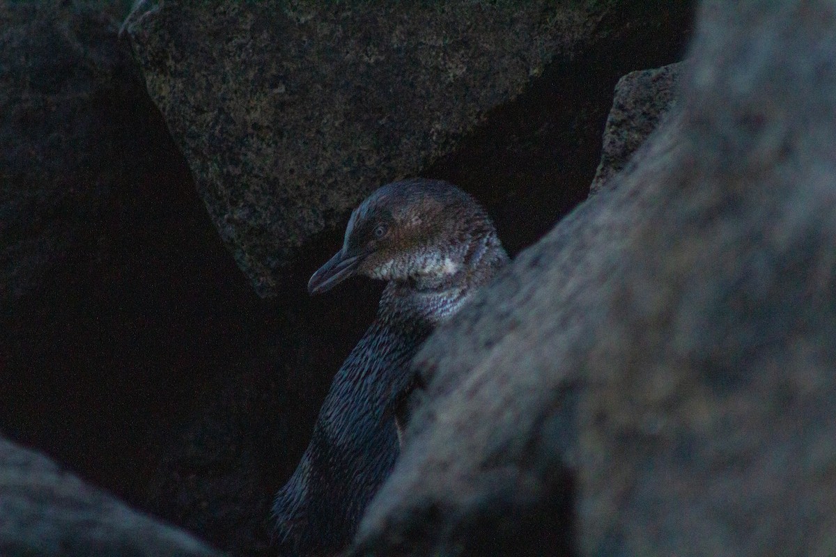 Little Penguin - ML629512612