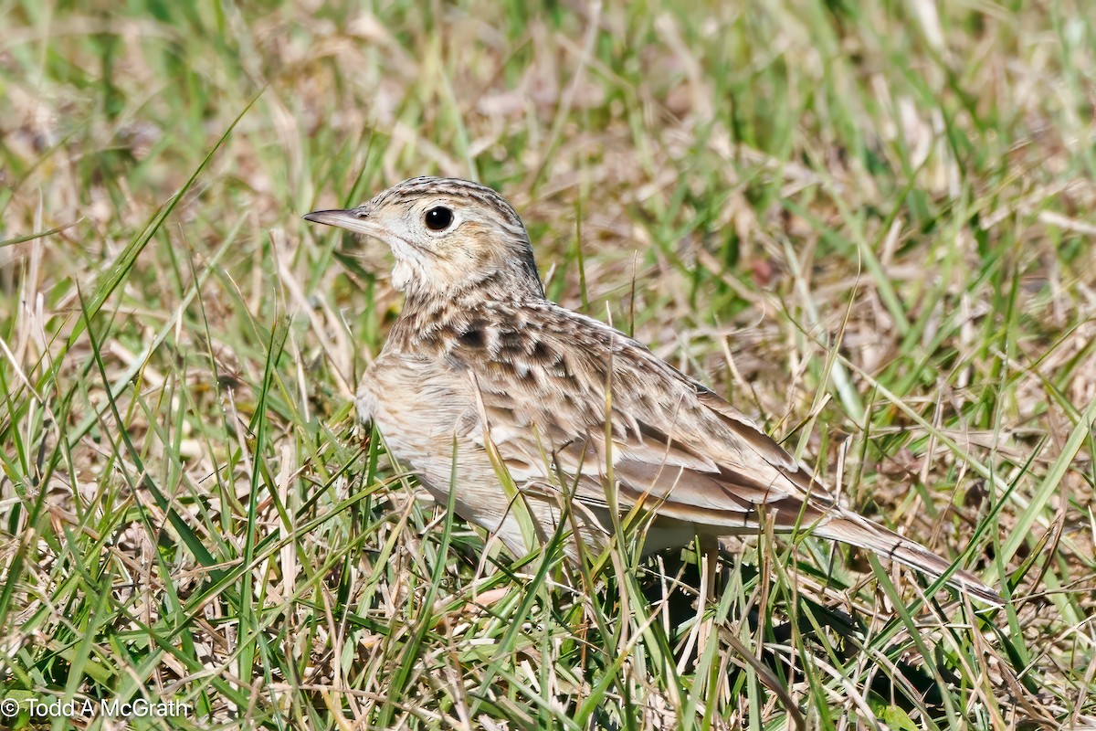 Sprague's Pipit - ML629512627