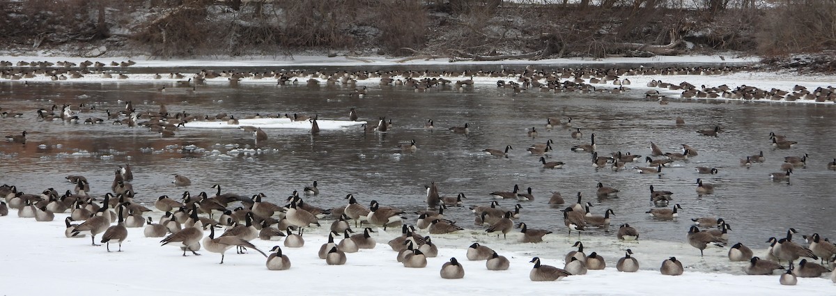 Canada Goose - ML629512686