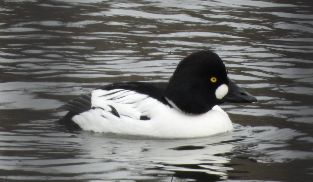 Common Goldeneye - ML629512696