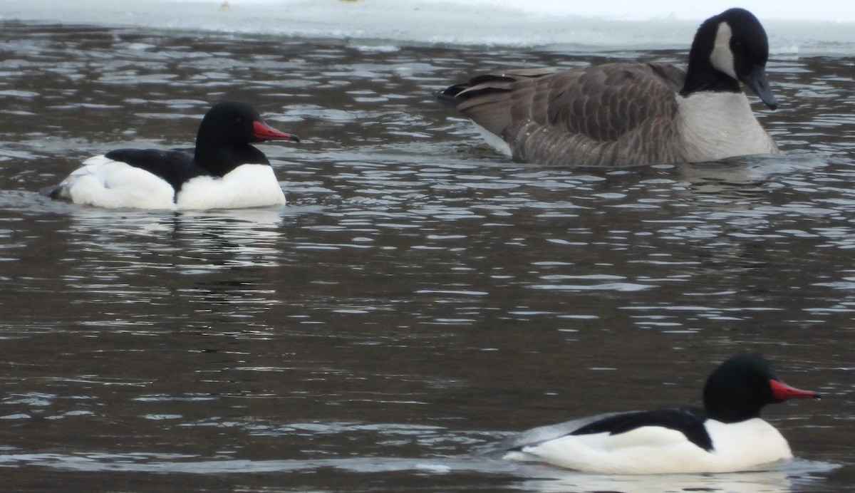 Common Merganser - ML629512710