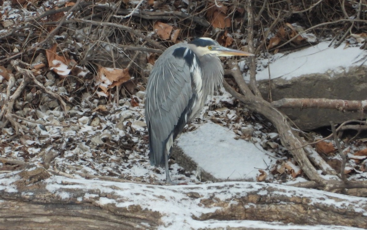 Great Blue Heron - ML629512733