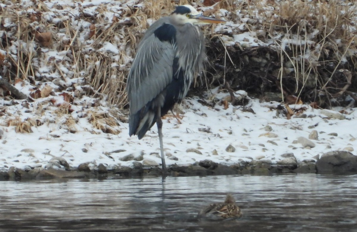 Great Blue Heron - ML629512796