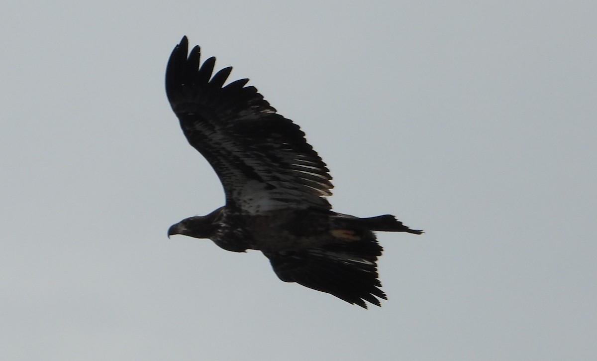 Bald Eagle - ML629512811