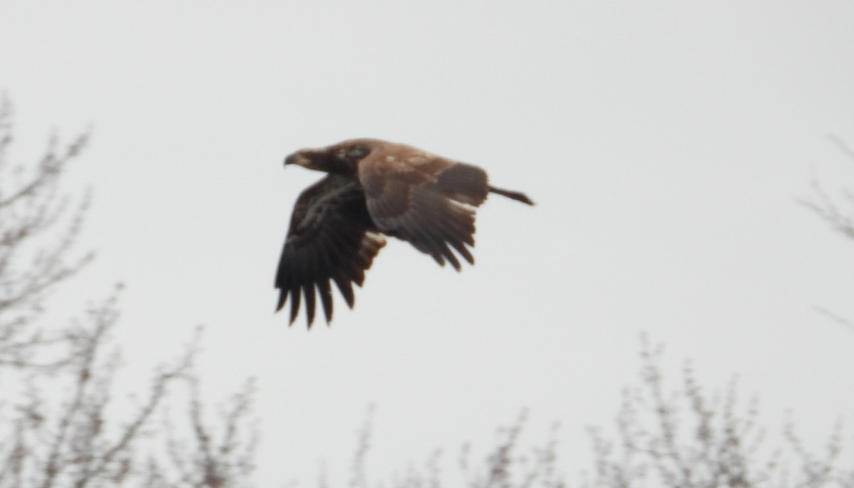 Bald Eagle - ML629512812