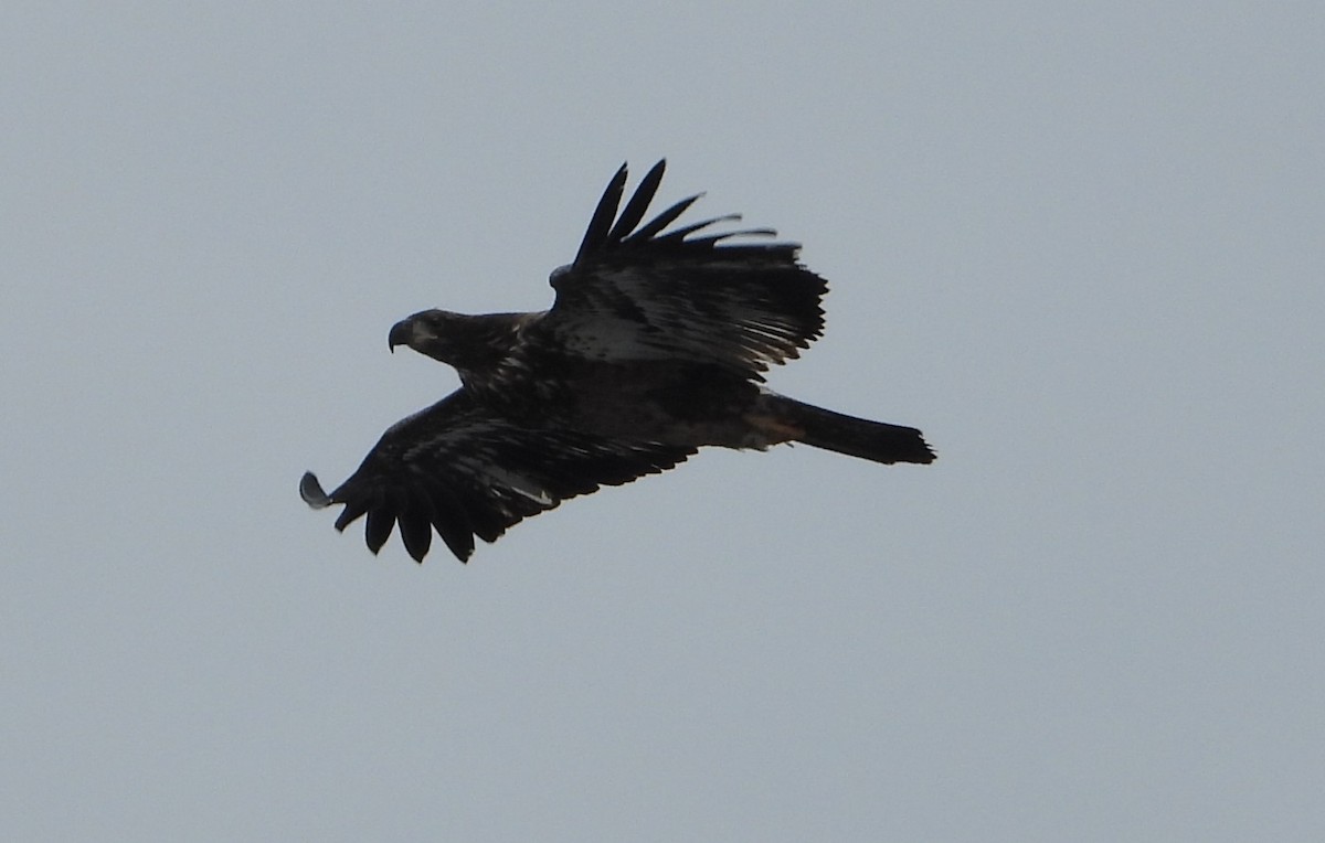 Bald Eagle - ML629512813