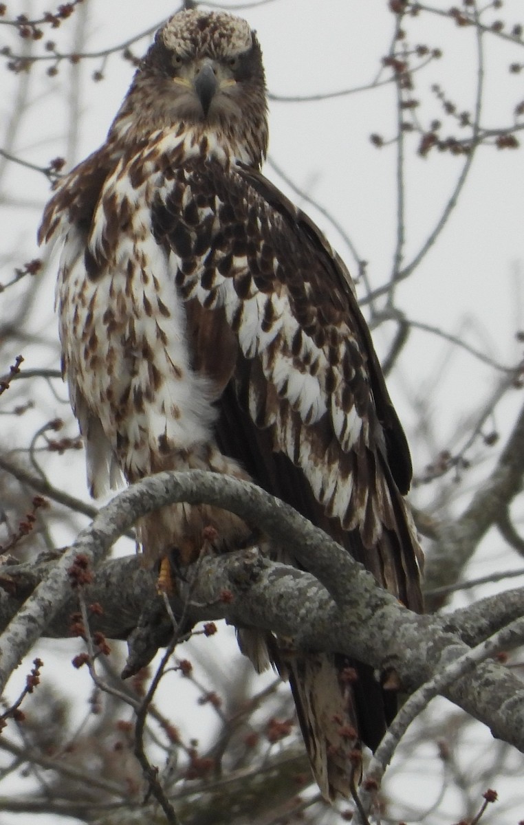 Bald Eagle - ML629512814