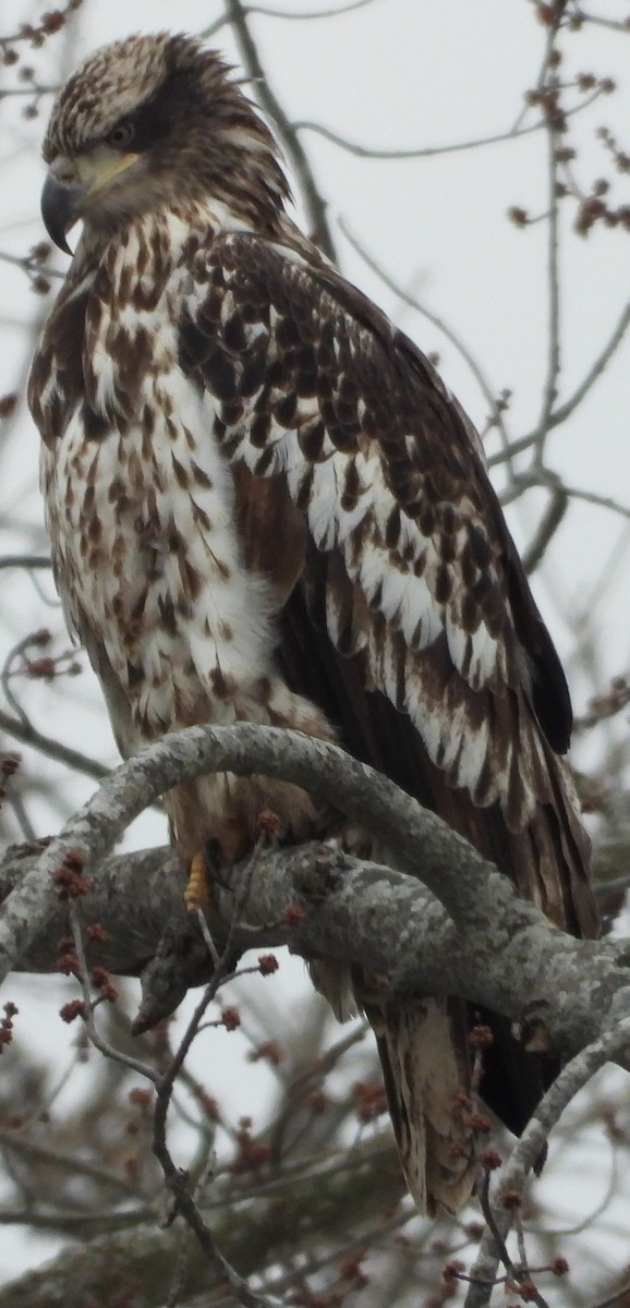 Bald Eagle - ML629512815