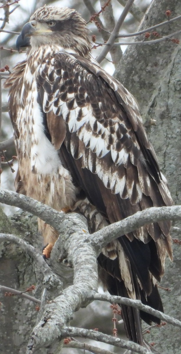 Bald Eagle - ML629512816