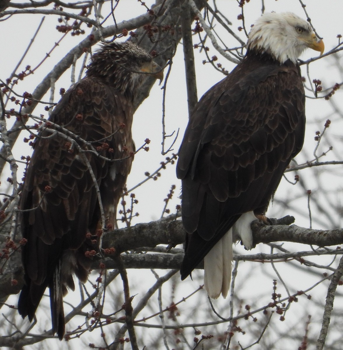 Bald Eagle - ML629512817