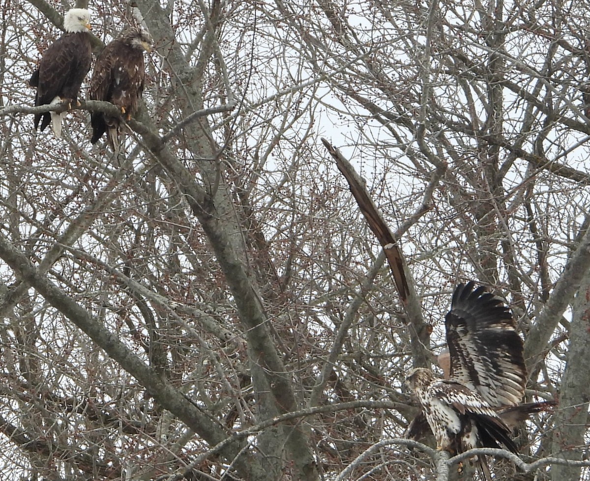 Bald Eagle - ML629512818