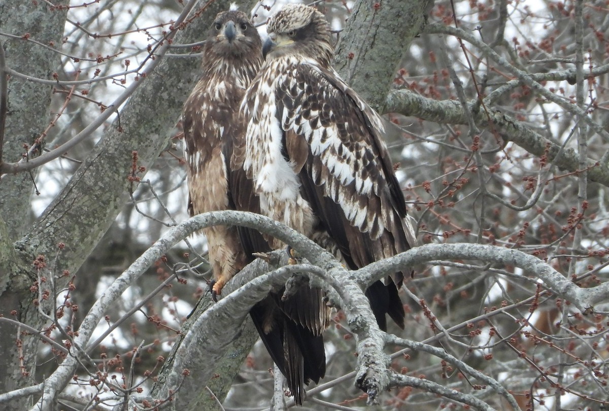 Bald Eagle - ML629512819