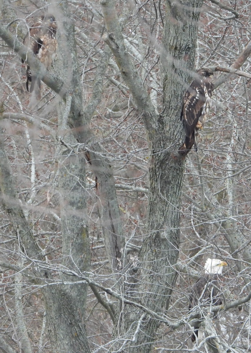 Bald Eagle - ML629512820