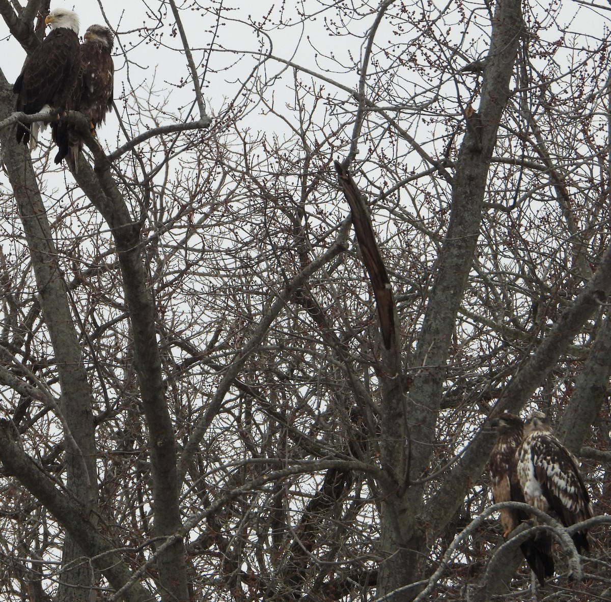 Bald Eagle - ML629512821