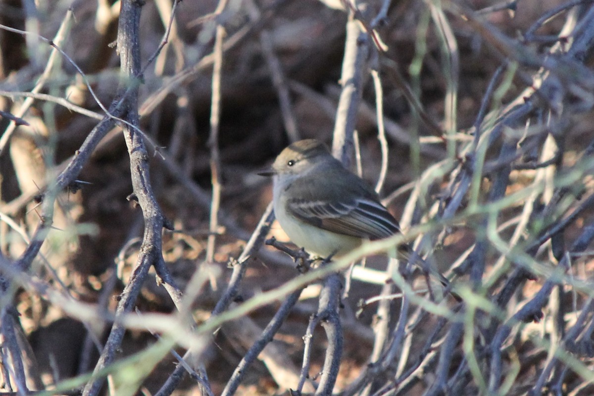 Nutting's Flycatcher - ML629512857