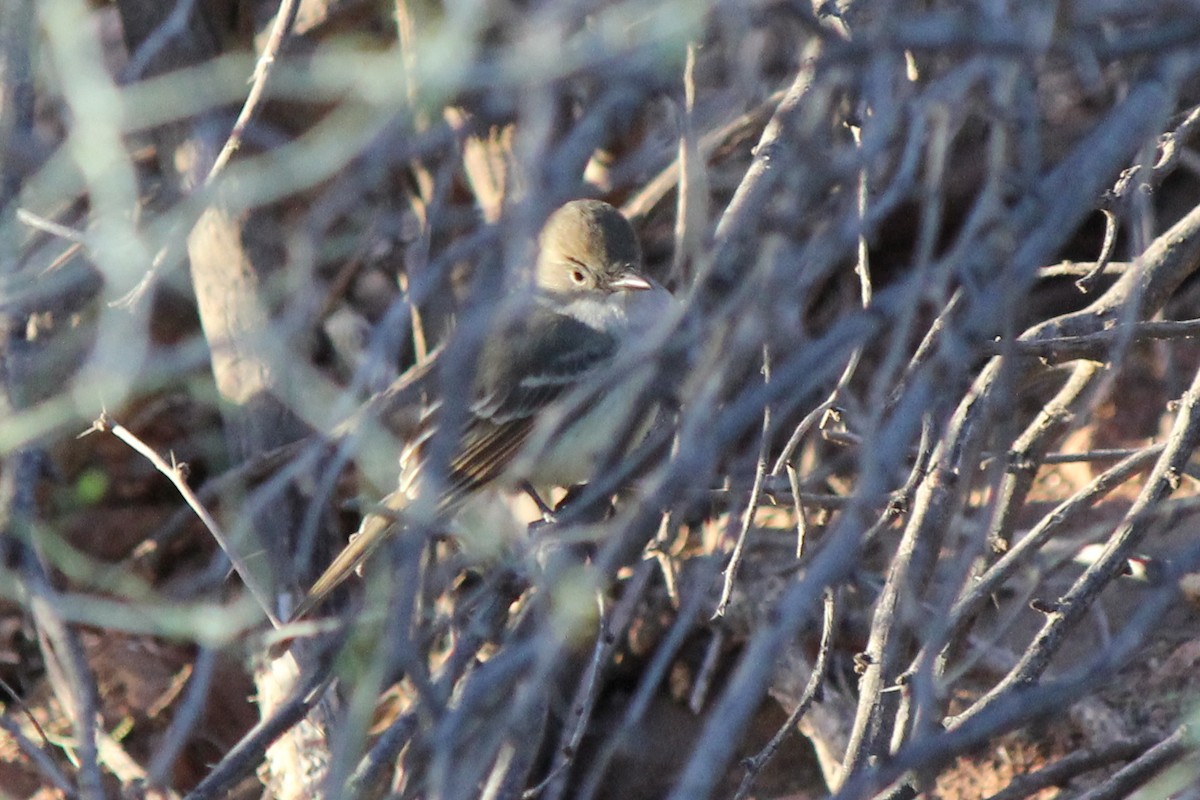 Nutting's Flycatcher - ML629512864