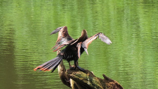 Anhinga - ML629513000