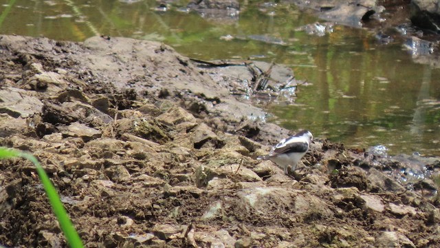 Pied Water-Tyrant - ML629513146