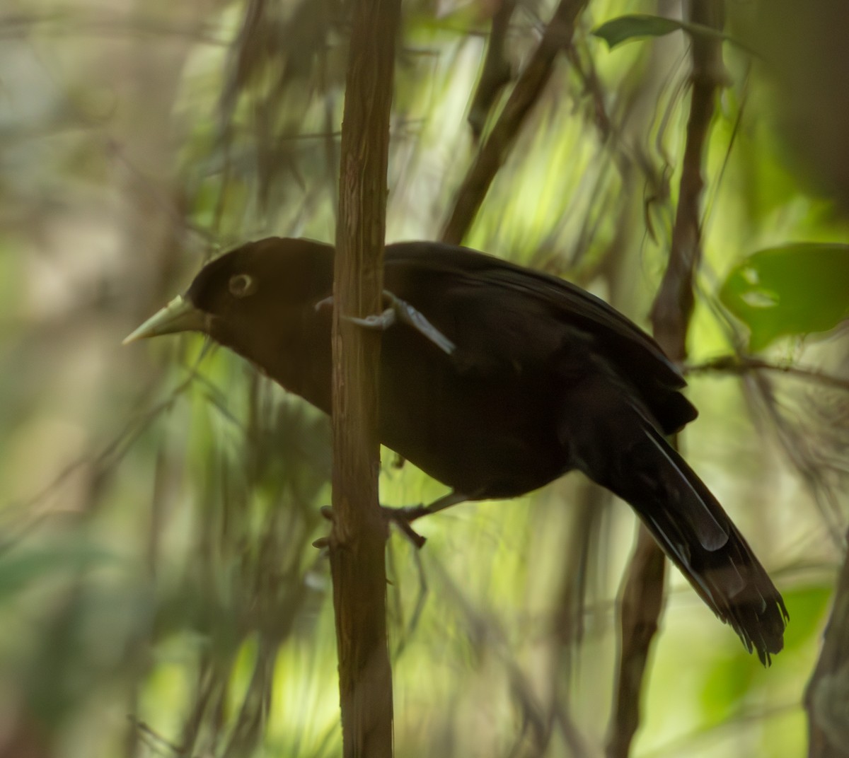 Yellow-billed Cacique - ML629513159