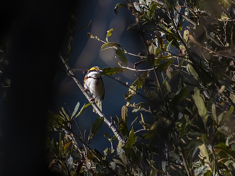 Chestnut-sided Shrike-Vireo - ML629513170