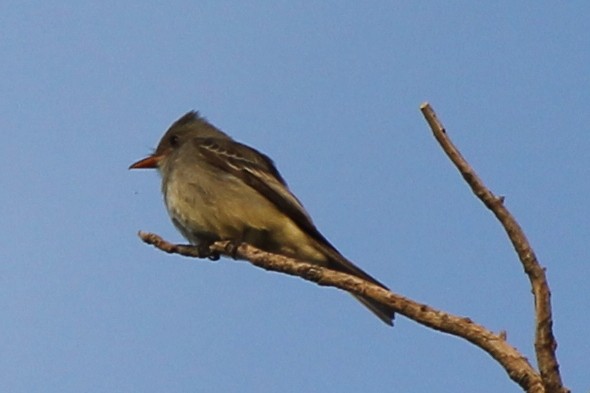 Greater Pewee - ML629513178