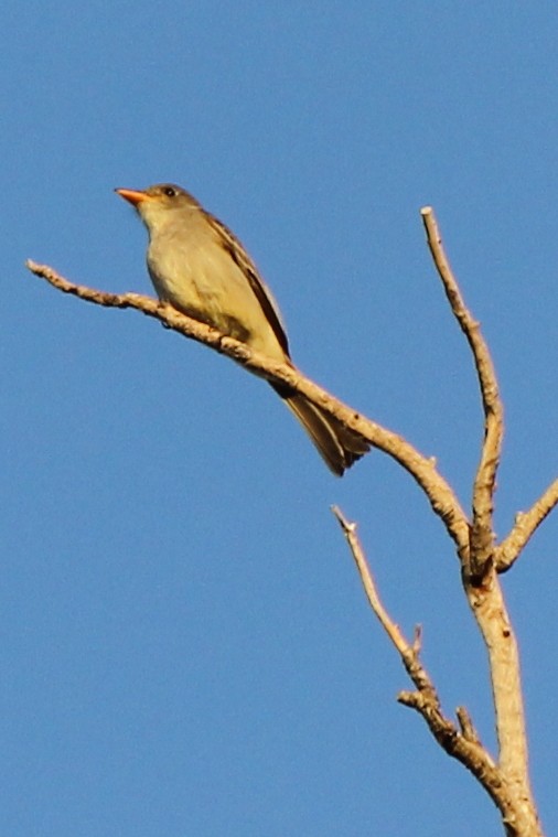 Greater Pewee - ML629513188