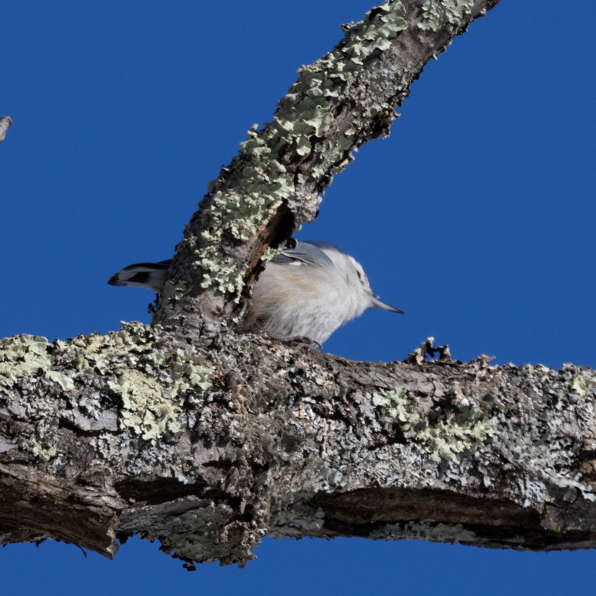 White-breasted Nuthatch - ML629513223