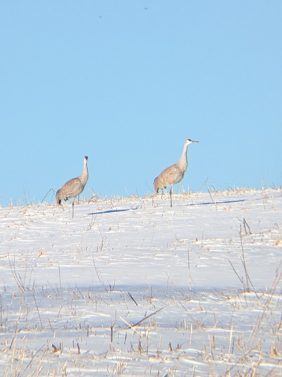 Sandhill Crane - ML629513870