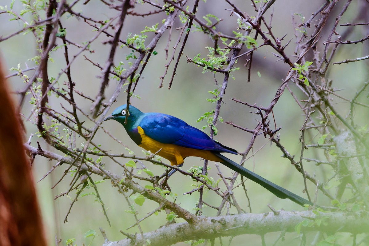 Golden-breasted Starling - ML629514171