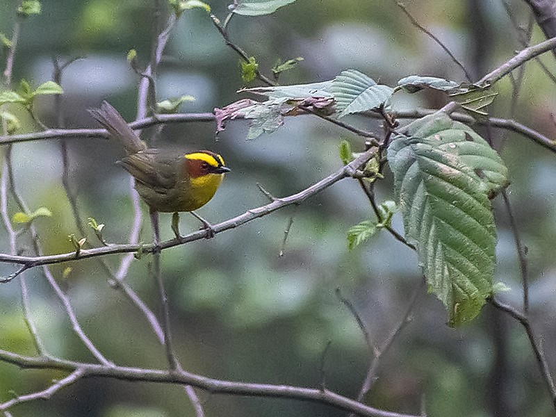 Golden-browed Warbler - ML629514197