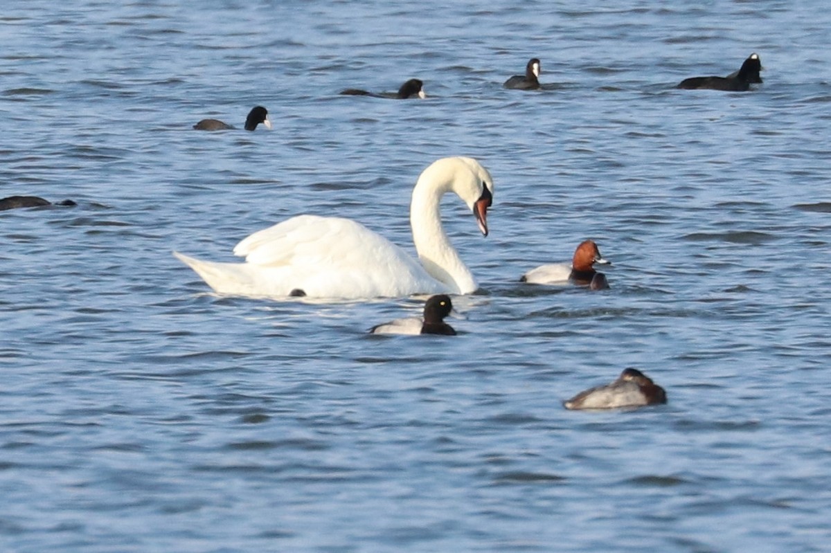 Тэнгисийн шумбуур - ML629514198