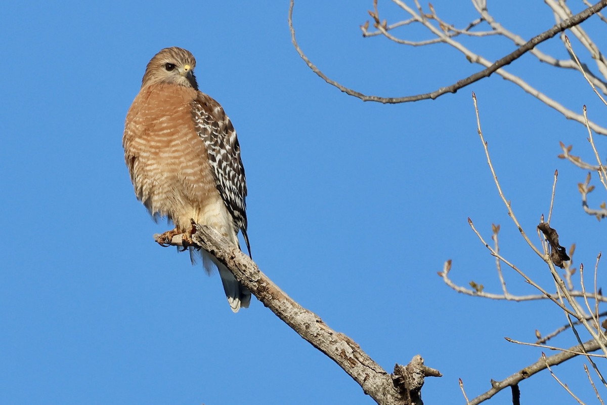 Red-shouldered Hawk (elegans) - ML629514257