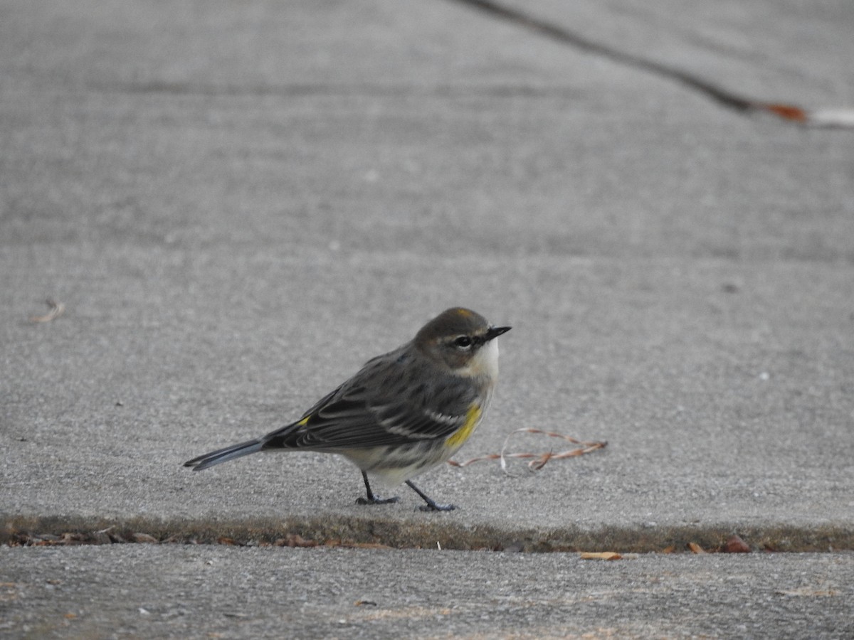 Yellow-rumped Warbler - ML629514301