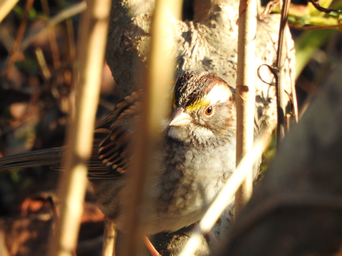 White-throated Sparrow - ML629514471
